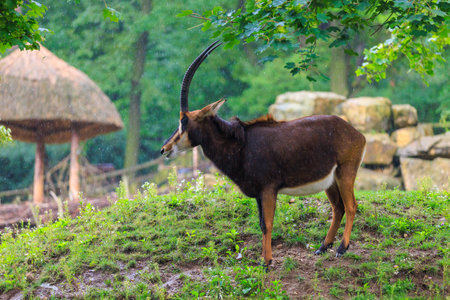 Black antelope. Background with selective focus and copy space for textの写真素材