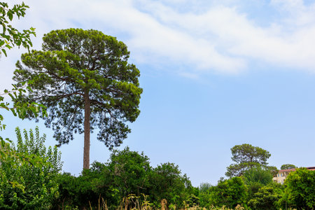 Green coniferous plants in the mountainous part of the Turkish Mediterranean coast. Atmospheric...