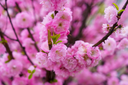 Blossoming sakura tree flower with selective focus on blurred background. Defocused backdrop copy space for textの写真素材