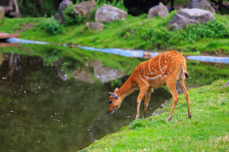 Sitatunga lat. Tragelaphus spekii is a species of forest antelope. Background with selective focus and copy spaceの写真素材