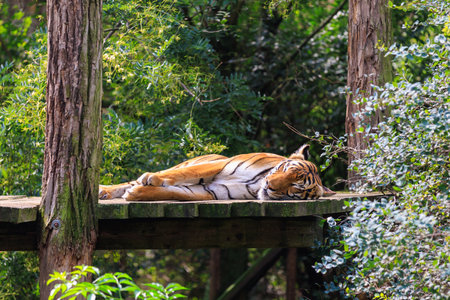 The tiger sleeps basking in the sun. Background with selective focus and copy space for textの写真素材