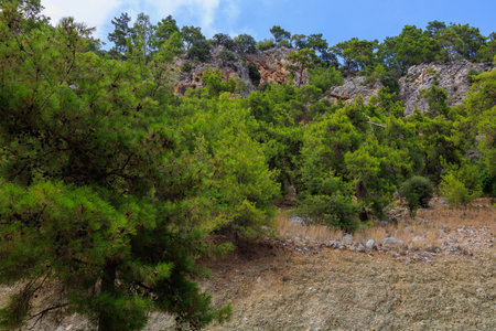Green coniferous plants in the mountainous part of the Turkish Mediterranean coast. Atmospheric natural landscape. Background with copy space. Selective focusの写真素材