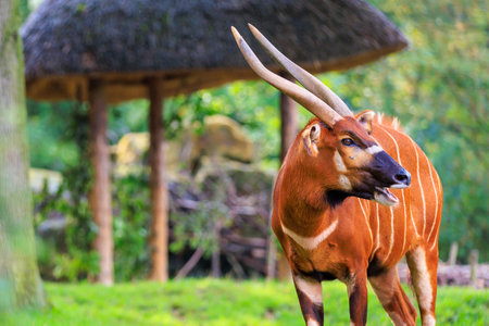 Mountain Bongo. Background with selective focus and copy space for textの写真素材