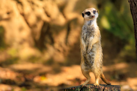 Meerkat with surprised emotion. Background with selective focus and copy space for textの写真素材