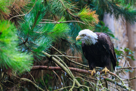 The Southern Bald Eagle is a species of bird of prey. Background with selective focus and copy spaceの写真素材