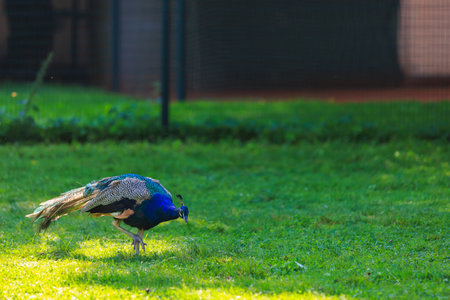 Peacock walking in a public city park in Prague. Background with selective focus and copy space for textの写真素材