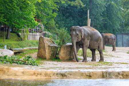 The elephant during the rain. Background with selective focus and copy space for textの写真素材