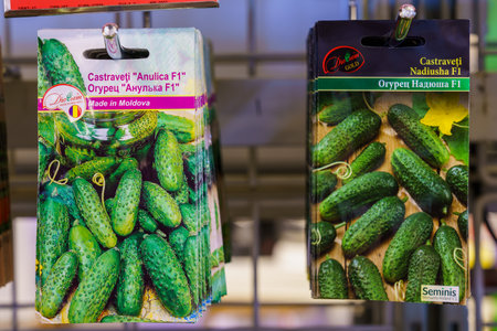 Seeds of cucumbers for seedlings. February 17, 2022 Beltsy Moldova.のeditorial素材