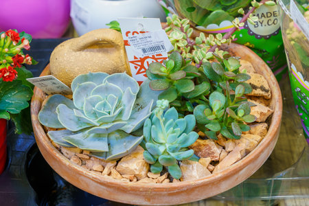 Home or indoor flowers in a specialized store. February 24, 2022 Beltsy Moldova.のeditorial素材