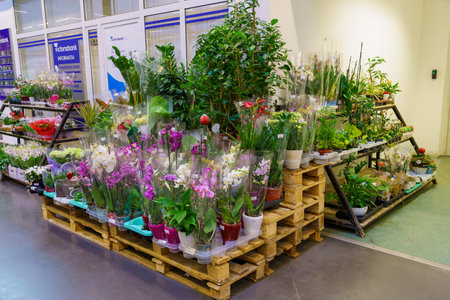 Home or indoor flowers in a specialized store. February 24, 2022 Beltsy Moldova.のeditorial素材
