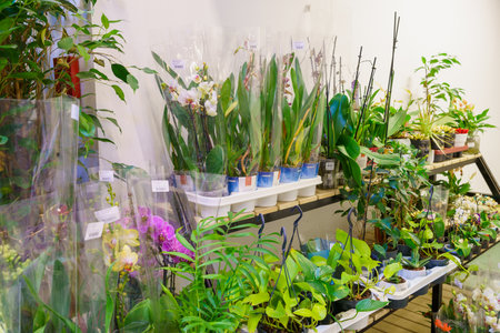 Home or indoor flowers in a specialized store. February 24, 2022 Beltsy Moldova.のeditorial素材