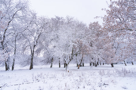 Trees in the snow. Winter background with selective focus