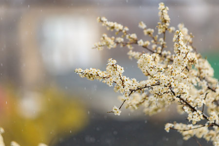 Rain and flowering trees with selective focus, toned. Spring background