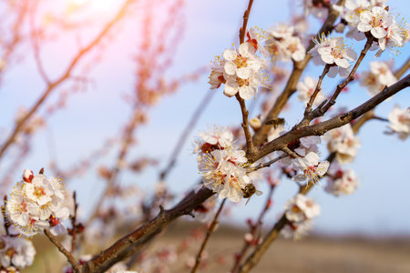 A bee on a fruit tree flower pollinates in early spring, toned. Spring backgroundの写真素材