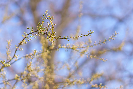 The buds open on the tree in early spring. Background with selective focus and copy space