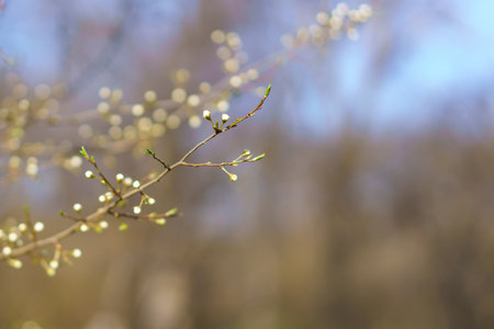 The buds open on the tree in early spring. Background with selective focus and copy space
