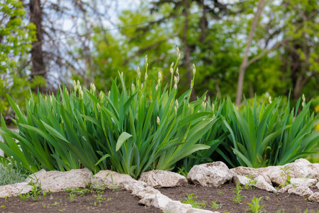 Stems in a flower bed Iris. Greening the urban environment. Background with selective focusの写真素材