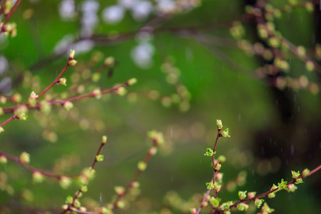 The buds open on the tree in early spring. Background with selective focus and copy space