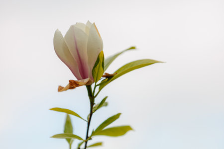 Blooming magnolia. Flower close-up. Greening the urban environment. Background with selective focus and copy spaceの写真素材