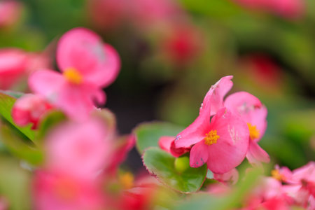 Flowers in the bed Begonia. Greening the urban environment. Background with selective focus and copy spaceの写真素材