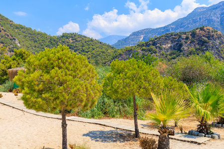 Needles in the mountains. Beautiful nature, landscape. Background with copy spaceの写真素材