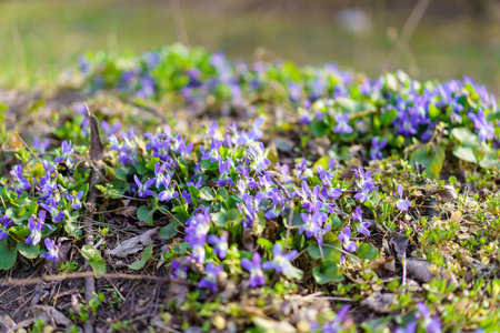 Wild wildflowers in a meadow in early spring. Background with selective focusの写真素材
