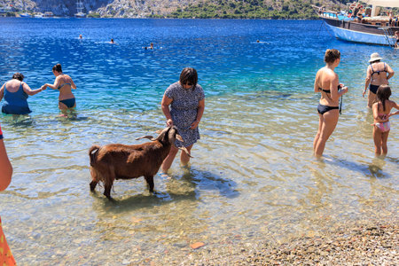 August 8, 2023 Mugla Turkey, Aegean Islands. For illustrative editorial use. Friendly goats greet touristsのeditorial素材