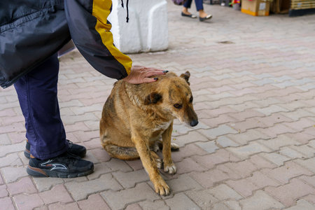 May 9, 2023 Beltsy, Moldova. For illustrative editorial use. Homeless dogのeditorial素材