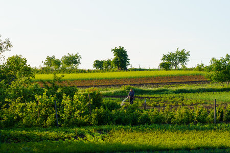 May 23, 2023 Dobruja village, Singerei district, Moldova. For illustrative editorial use. Farmer watering the gardenのeditorial素材