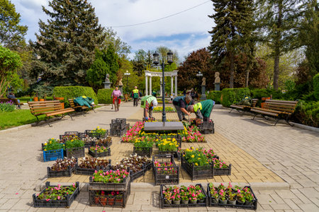 May 12, 2023 Beltsy, Moldova. For illustrative editorial use. Landscapers plant flower seedlingsのeditorial素材