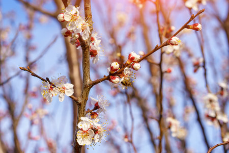Flowers and flowering trees in early spring, toned. Spring backgroundの写真素材
