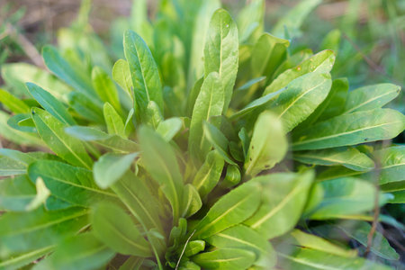 Weeds in the field. Background or backdrop with selective focus and copy space for text