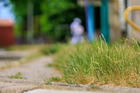 Unmown lawn. Background with selective focus and copy space for text.の写真素材