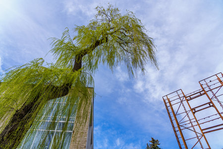 Willow tree. Background with selective focus and copy space for text.の写真素材