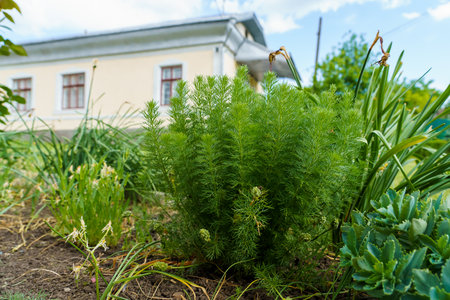 Deciduous tops. Background with selective focus and copy space for text.の写真素材
