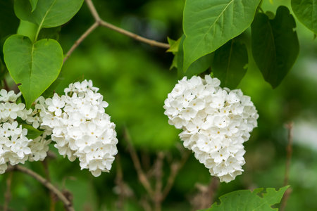 Blooming lilac. Background with selective focus and copy space for text.の写真素材