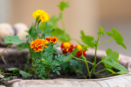Flowers in a flower bed Marigolds. Greening the urban environment. Background with selective focus and copy spaceの写真素材