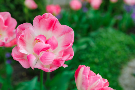 Flowers in a flower bed tulips. Greening the urban environment. Background with selective focus and copy spaceの写真素材