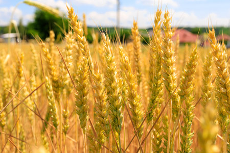 Ukrainian wheat in the field of Ukraine. Concept of grain deal and food security in the world. Background with selective focus and copy space for text.の写真素材