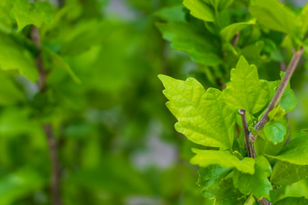 Deciduous tops. Background with selective focus and copy space for text.の写真素材