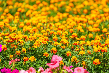 Very beautiful flowers in the flowerbed. Background with selective focus and copy space for text.の写真素材