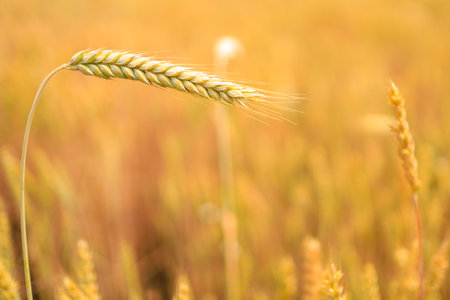 Ukrainian wheat in the field of Ukraine. Concept of grain deal and food security in the world....