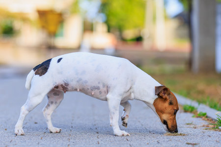 A Jack Russell Terrier dog sniffs the sidewalk while walking. Portrait with selective focus and copy spaceの写真素材