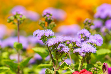 Very beautiful flowers in the flowerbed. Background with selective focus and copy space for text.の写真素材