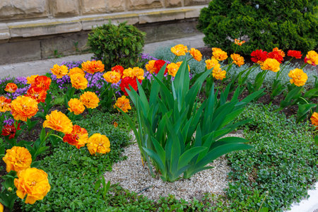 Flowers in a flower bed tulips. Greening the urban environment. Background with selective focus and...