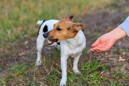A cute Jack Russell Terrier dog eats a tasty treat in nature. Pet portrait with selective focus and...