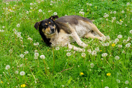 Homeless dog. Background with selective focus and copy space for textの写真素材