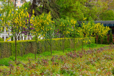 Flowers on the tree Bobovnik or golden rain. Greening the urban environment. Background with selective focus and copy spaceの写真素材
