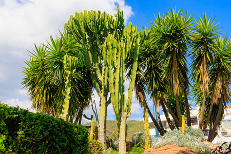 Ornamental plants in urban landscaping. Background with selective focus and copy space for textの写真素材
