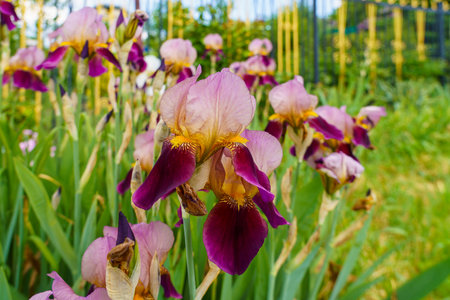 A flower in a flowerbed. Background with selective focus and copy space for text.の写真素材